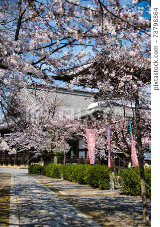 2021 年春季在京都本浦寺 2021 年春季在京都本浦寺 78798864