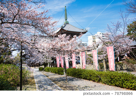 2021 年春季在京都本浦寺 2021 年春季在京都本浦寺 78798866