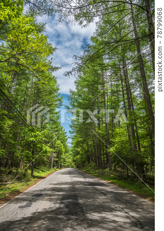 《長野縣》 奇野市 風景 Marchen Road 《長野縣》 奇野市 風景 Marchen Road 78799068