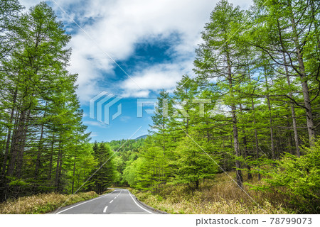 《長野縣》 奇野市 風景 Marchen Road 《長野縣》 奇野市 風景 Marchen Road 78799073
