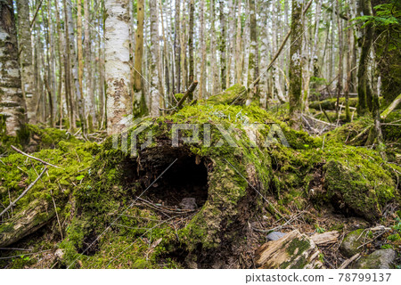 《長野縣》八岳北部朔穗町青苔森林 《長野縣》八岳北部朔穗町青苔森林 78799137