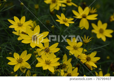 Kyoto Prefectural Botanic Garden Kyoto Prefectural Botanic Garden 78799407