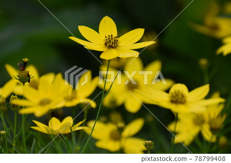 Kyoto Prefectural Botanic Garden Kyoto Prefectural Botanic Garden 78799408