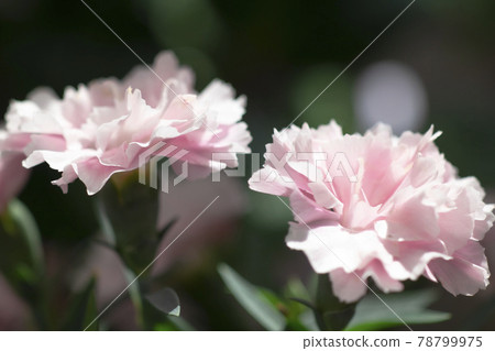 粉紅石竹 78799975