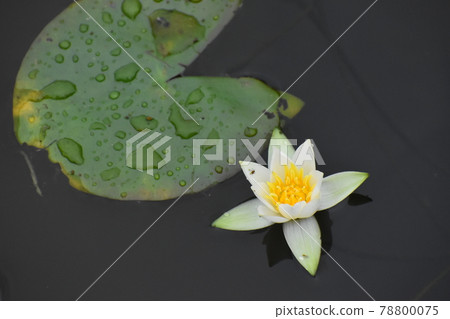 京都府植物園 78800075