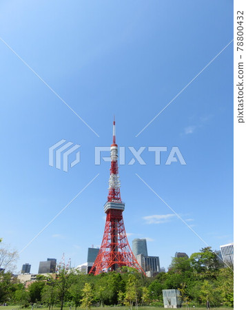 Tokyo Tower seen from Shiba Park Tokyo Tower seen from Shiba Park 78800432