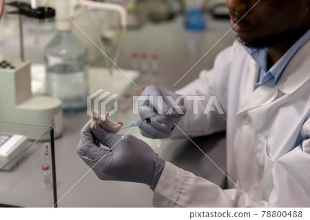 Gloved African scientist injecting vaccine to white mouse 78800488
