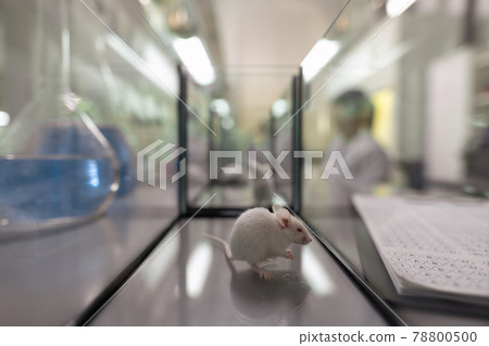 White mouse sitting inside glass container in scientific laboratory 78800500