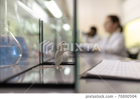 Cute white mouse looking upwards inside glass box 78800504