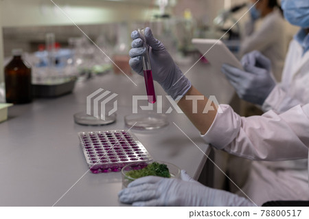 Gloved female lab worker holding flask with purple fluid Gloved female lab worker holding flask with purple fluid 78800517