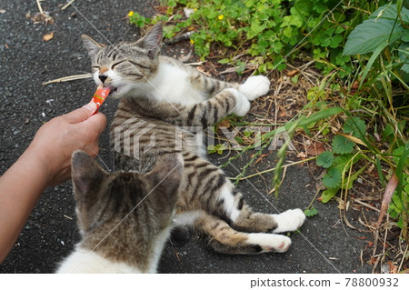 可愛的流浪小貓在離開父母之前會花一點時間 78800932