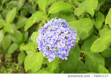 Sukumadani 觀音曼陀羅綉球花園 Sukumadani 觀音曼陀羅綉球花園 78801117