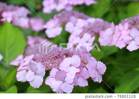 Sukumadani 觀音曼陀羅綉球花園 78801128