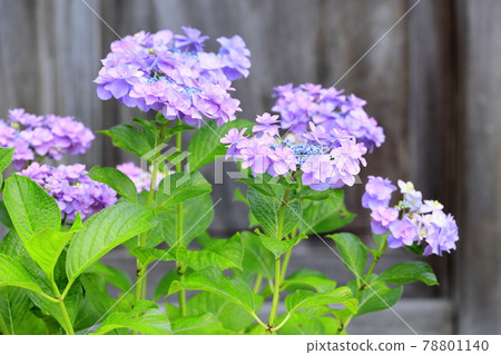 Sukumadani Kannon Mandala Hydrangea Garden Sukumadani Kannon Mandala Hydrangea Garden 78801140