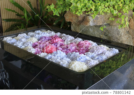 Sukumadani Kannon Mandala Hydrangea Garden 78801142