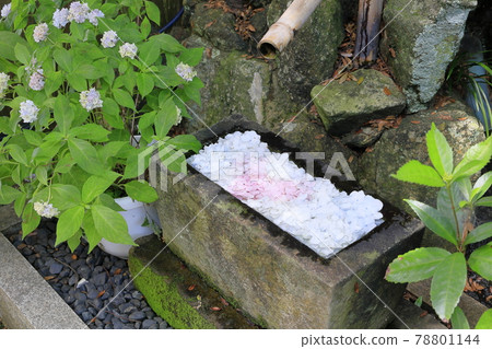 Sukumadani Kannon Mandala Hydrangea Garden 78801144