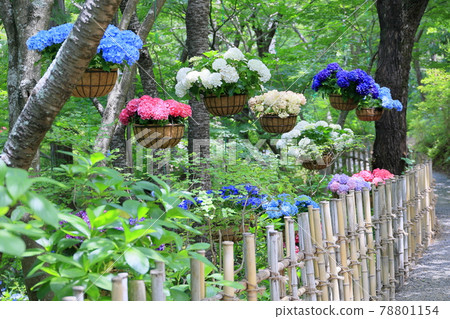 Sukumadani Kannon Mandala Hydrangea Garden Sukumadani Kannon Mandala Hydrangea Garden 78801154