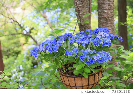 Sukumadani Kannon Mandala Hydrangea Garden Sukumadani Kannon Mandala Hydrangea Garden 78801158
