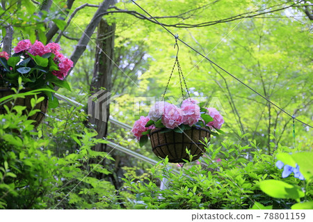 Sukumadani Kannon Mandala Hydrangea Garden Sukumadani Kannon Mandala Hydrangea Garden 78801159