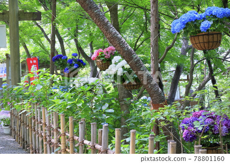 Sukumadani 觀音曼陀羅綉球花園 Sukumadani 觀音曼陀羅綉球花園 78801160