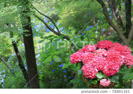 Sukumadani 觀音曼陀羅綉球花園 Sukumadani 觀音曼陀羅綉球花園 78801161