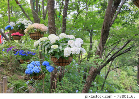 Sukumadani 觀音曼陀羅綉球花園 Sukumadani 觀音曼陀羅綉球花園 78801163