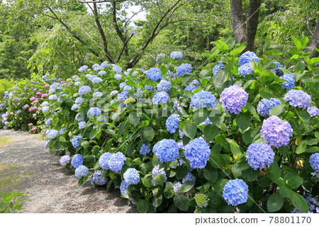 Sukumadani 觀音曼陀羅綉球花園 78801170