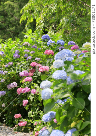 Sukumadani Kannon Mandala Hydrangea Garden Sukumadani Kannon Mandala Hydrangea Garden 78801171