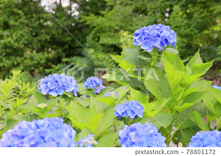 Sukumadani Kannon Mandala Hydrangea Garden Sukumadani Kannon Mandala Hydrangea Garden 78801172