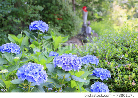 Sukumadani 觀音曼陀羅綉球花園 Sukumadani 觀音曼陀羅綉球花園 78801173