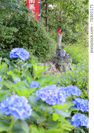 Sukumadani Kannon Mandala Hydrangea Garden Sukumadani Kannon Mandala Hydrangea Garden 78801175