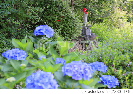 Sukumadani Kannon Mandala Hydrangea Garden Sukumadani Kannon Mandala Hydrangea Garden 78801176