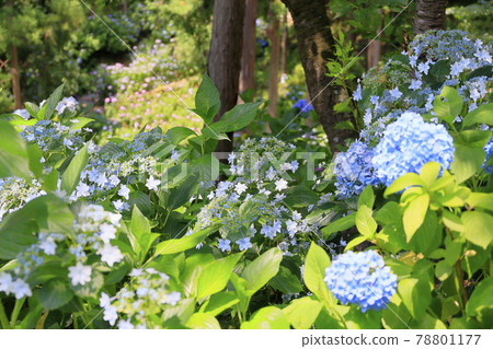 Sukumadani Kannon Mandala Hydrangea Garden Sukumadani Kannon Mandala Hydrangea Garden 78801177