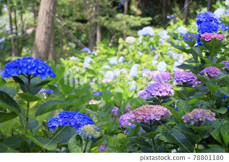 Sukumadani 觀音曼陀羅綉球花園 Sukumadani 觀音曼陀羅綉球花園 78801180