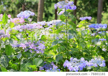 Sukumadani 觀音曼陀羅綉球花園 78801181