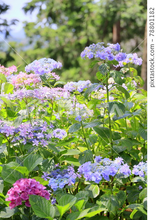 Sukumadani 觀音曼陀羅綉球花園 Sukumadani 觀音曼陀羅綉球花園 78801182