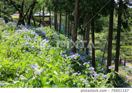 Sukumadani Kannon Mandala Hydrangea Garden Sukumadani Kannon Mandala Hydrangea Garden 78801187