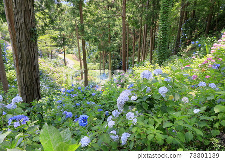 Sukumadani Kannon Mandala Hydrangea Garden Sukumadani Kannon Mandala Hydrangea Garden 78801189