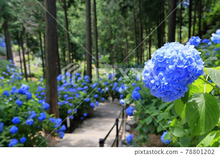 Sukumadani Kannon Mandala Hydrangea Garden Sukumadani Kannon Mandala Hydrangea Garden 78801202