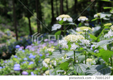 Sukumadani Kannon Mandala Hydrangea Garden Sukumadani Kannon Mandala Hydrangea Garden 78801207