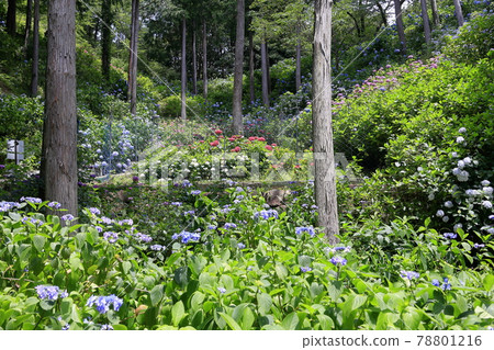 Sukumadani Kannon Mandala Hydrangea Garden 78801216