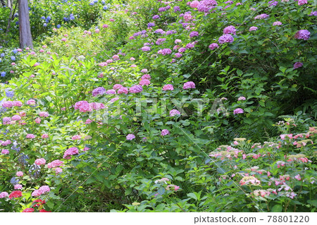 Sukumadani 觀音曼陀羅綉球花園 Sukumadani 觀音曼陀羅綉球花園 78801220