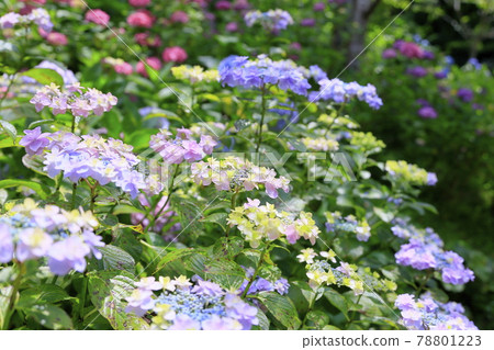 Sukumadani Kannon Mandala Hydrangea Garden Sukumadani Kannon Mandala Hydrangea Garden 78801223