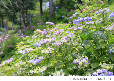 Sukumadani 觀音曼陀羅綉球花園 78801224