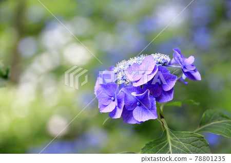 Sukumadani Kannon Mandala Hydrangea Garden Sukumadani Kannon Mandala Hydrangea Garden 78801235