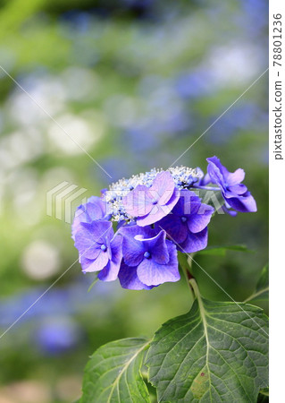 Sukumadani Kannon Mandala Hydrangea Garden Sukumadani Kannon Mandala Hydrangea Garden 78801236