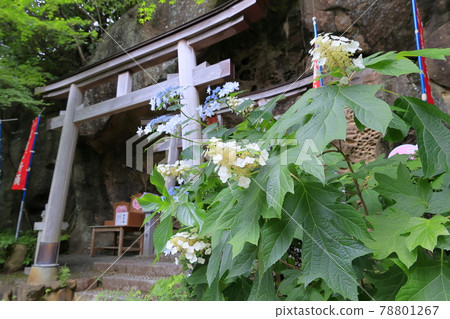 Sukumadani 觀音曼陀羅綉球花園 78801267