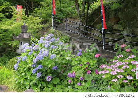 Sukumadani 觀音曼陀羅綉球花園 78801272