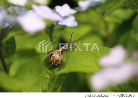 Brightly blooming hydrangea and snail 78801366