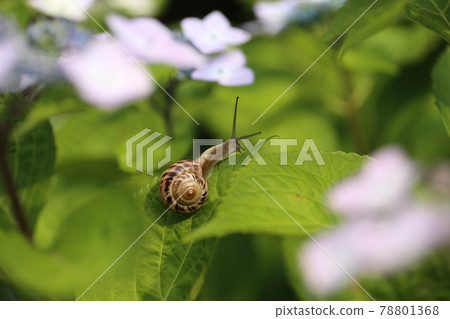 Brightly blooming hydrangea and snail 78801368